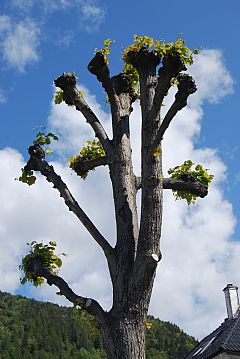 Det nye treet p� Sandvikstorget har f�tt blader (juni 2009).